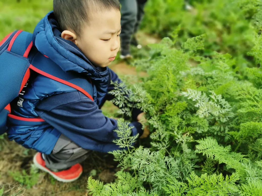【力邁九華】遠(yuǎn)離城市喧囂，感受自然美麗—力邁幼兒園大自然親近課(圖38)