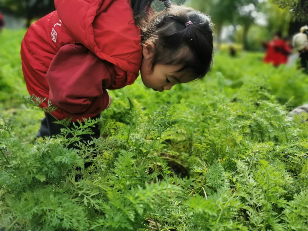 【力邁九華】遠(yuǎn)離城市喧囂，感受自然美麗—力邁幼兒園大自然親近課(圖43)