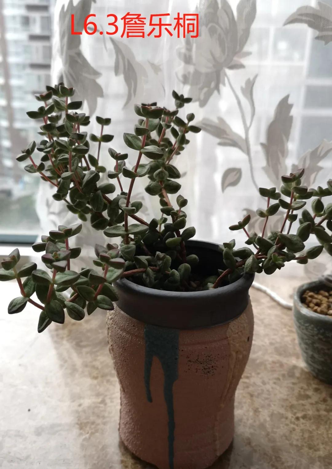 茵茵春色醉人間，幽幽情懷入家園/力邁中美學校環(huán)保教育月彩蛋(圖11)