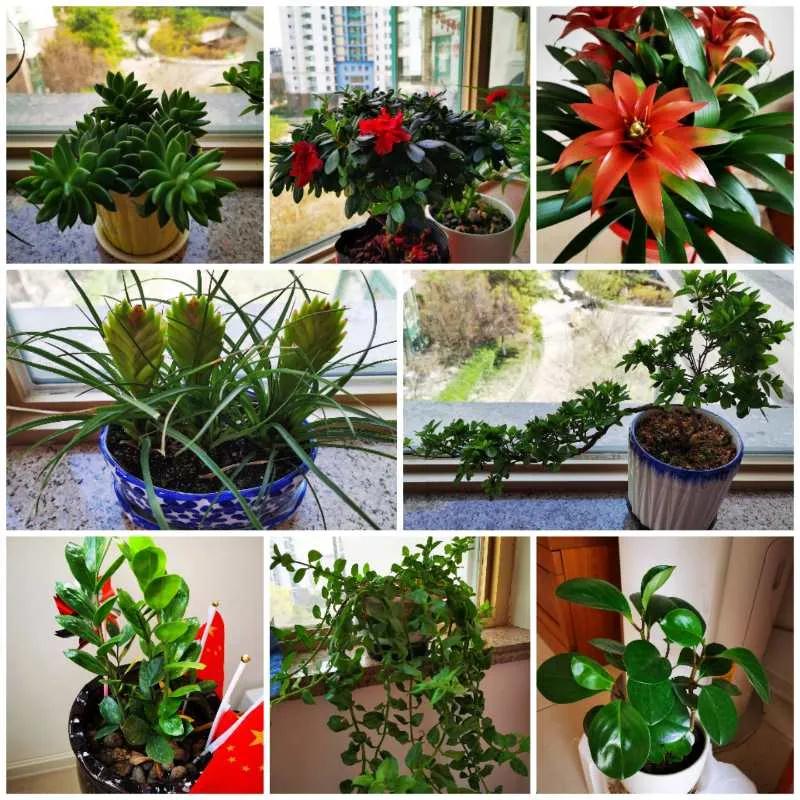 茵茵春色醉人間，幽幽情懷入家園/力邁中美學校環(huán)保教育月彩蛋(圖16)