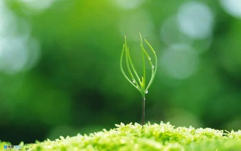 茵茵春色醉人間，幽幽情懷入家園/力邁中美學校環(huán)保教育月彩蛋(圖1)