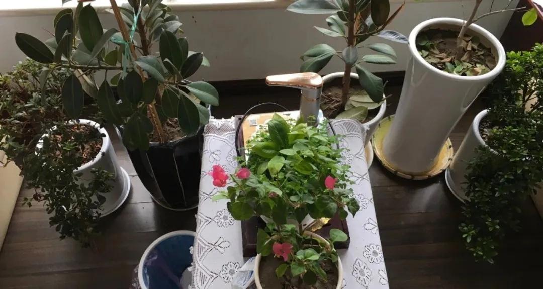 茵茵春色醉人間，幽幽情懷入家園/力邁中美學校環(huán)保教育月彩蛋(圖13)