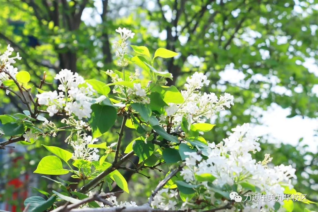 不凡四月人依舊，北歸大雁似曾識。| 力邁校園墨香滿，春暖花開待君歸。(圖3)