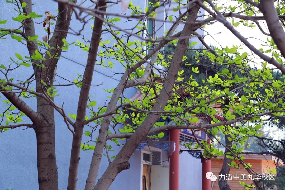 不凡四月人依舊，北歸大雁似曾識。| 力邁校園墨香滿，春暖花開待君歸。(圖4)