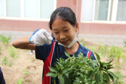 我愛這土地，因為我嗅到了泥土和草葉的芬芳|力邁中美國際學校勞動教育實踐活動(圖9)