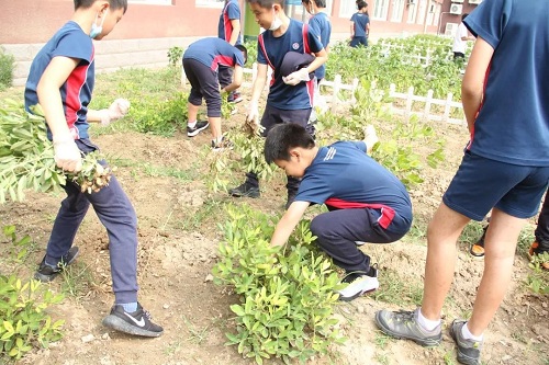 我愛這土地，因為我嗅到了泥土和草葉的芬芳|力邁中美國際學校勞動教育實踐活動(圖15)