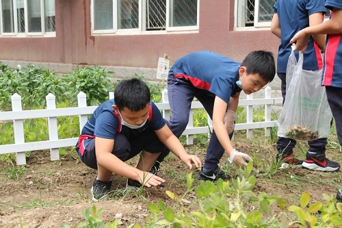 我愛這土地，因為我嗅到了泥土和草葉的芬芳|力邁中美國際學校勞動教育實踐活動(圖16)