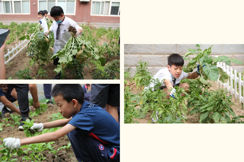 我愛這土地，因為我嗅到了泥土和草葉的芬芳|力邁中美國際學校勞動教育實踐活動(圖8)