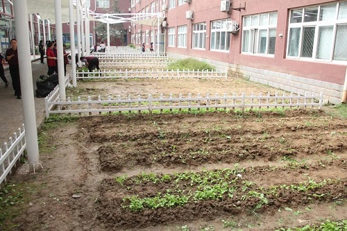 我愛這土地，因為我嗅到了泥土和草葉的芬芳|力邁中美國際學校勞動教育實踐活動(圖21)