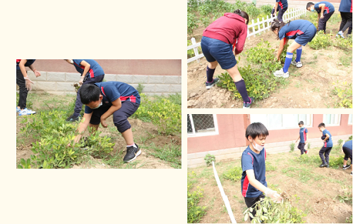 我愛這土地，因為我嗅到了泥土和草葉的芬芳|力邁中美國際學校勞動教育實踐活動(圖14)