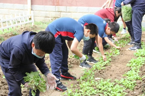 我愛這土地，因為我嗅到了泥土和草葉的芬芳|力邁中美國際學校勞動教育實踐活動(圖4)