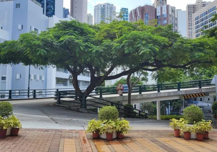 力邁學(xué)子 沖擊港前三，揭秘香港名校錄取分?jǐn)?shù)線漲落趨勢起伏(圖12)